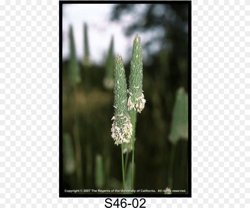 Feather Reed Grass, Plant, Agropyron, Bud, Flower Png