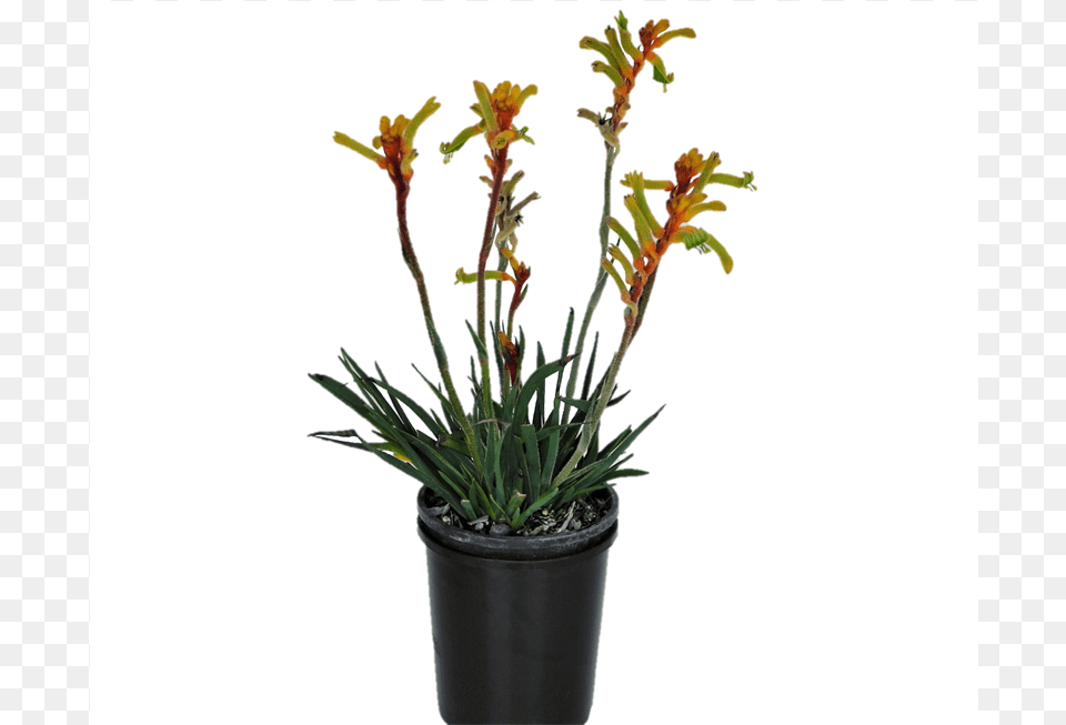 Flower Bush, Flower Arrangement, Plant, Potted Plant, Aloe Png