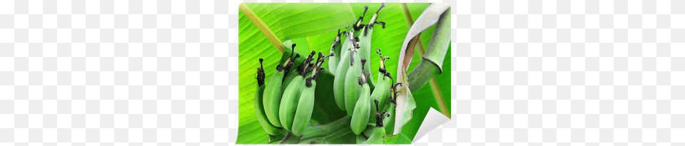 Banana Tree, Food, Fruit, Plant, Produce Png