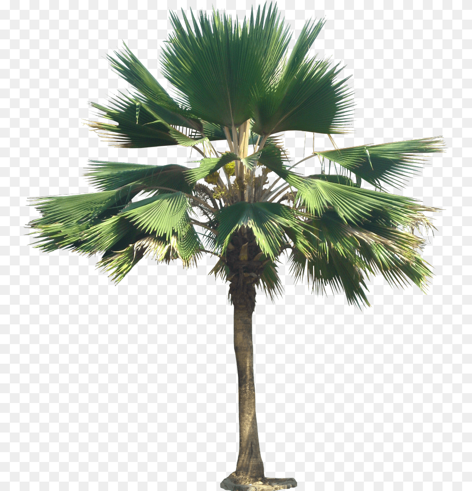 Banana Tree, Palm Tree, Plant, Leaf Free Png
