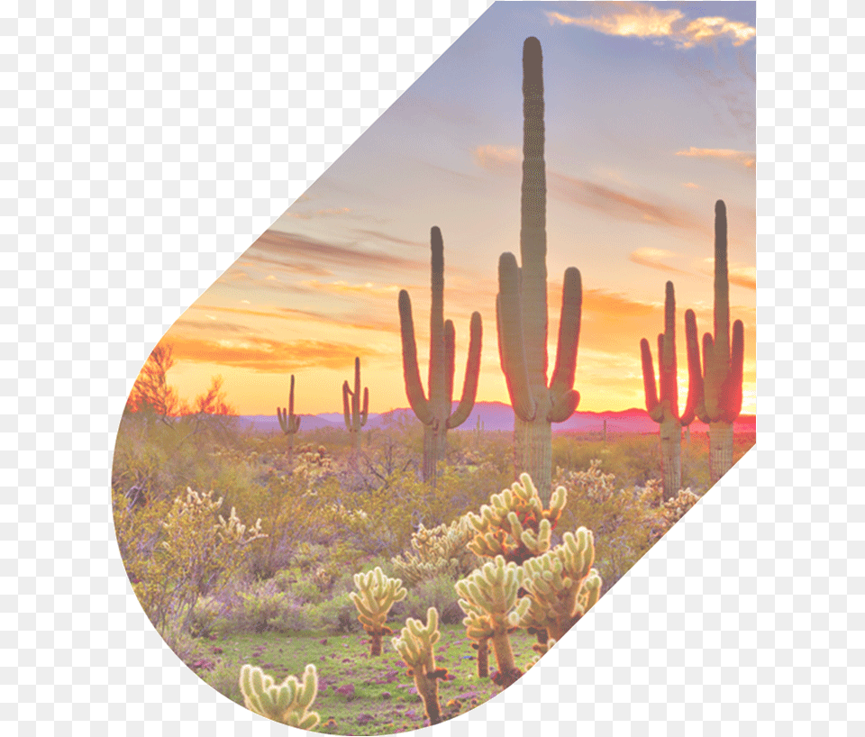 626 4711 Our Agents Are Available 247 Desert Beautiful Phoenix Arizona, Nature, Outdoors, Plant, Scenery Free Png