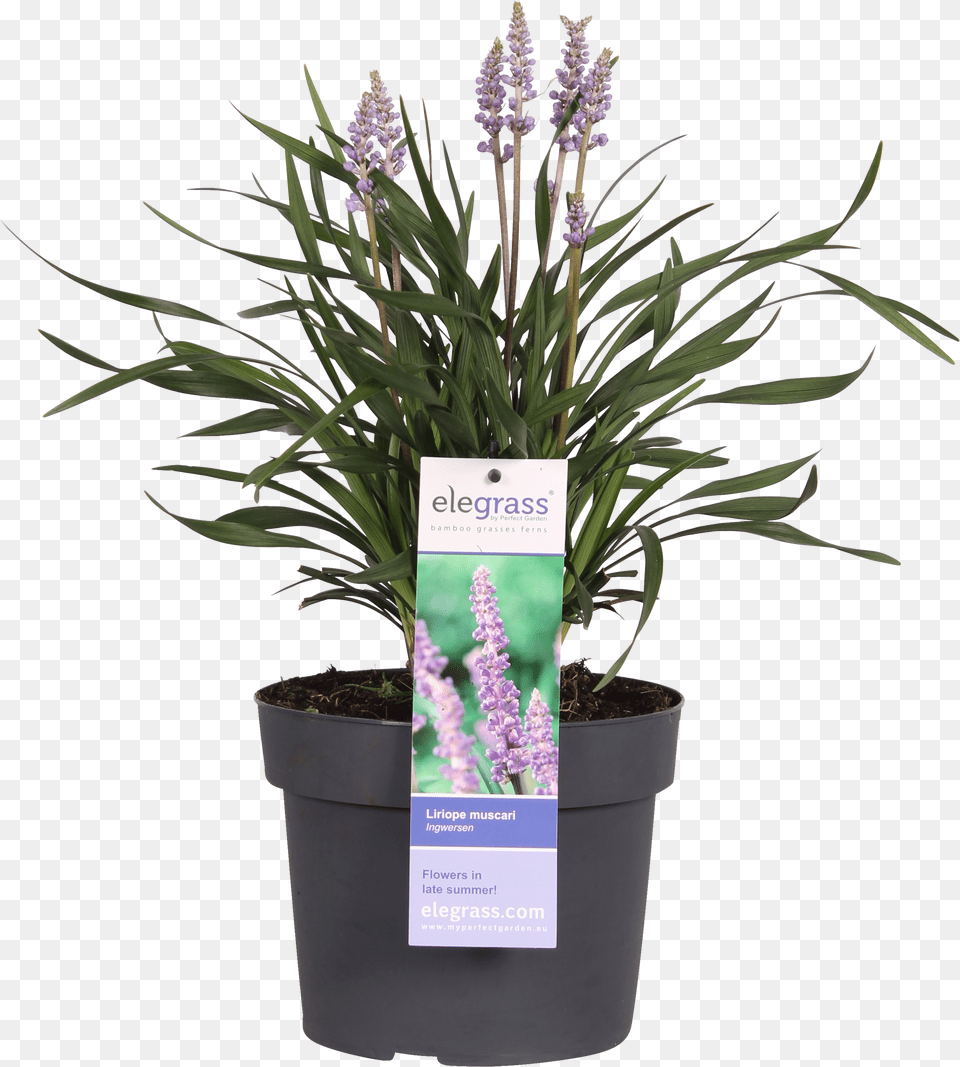 Liriope, Flower, Flower Arrangement, Plant, Potted Plant Png Image