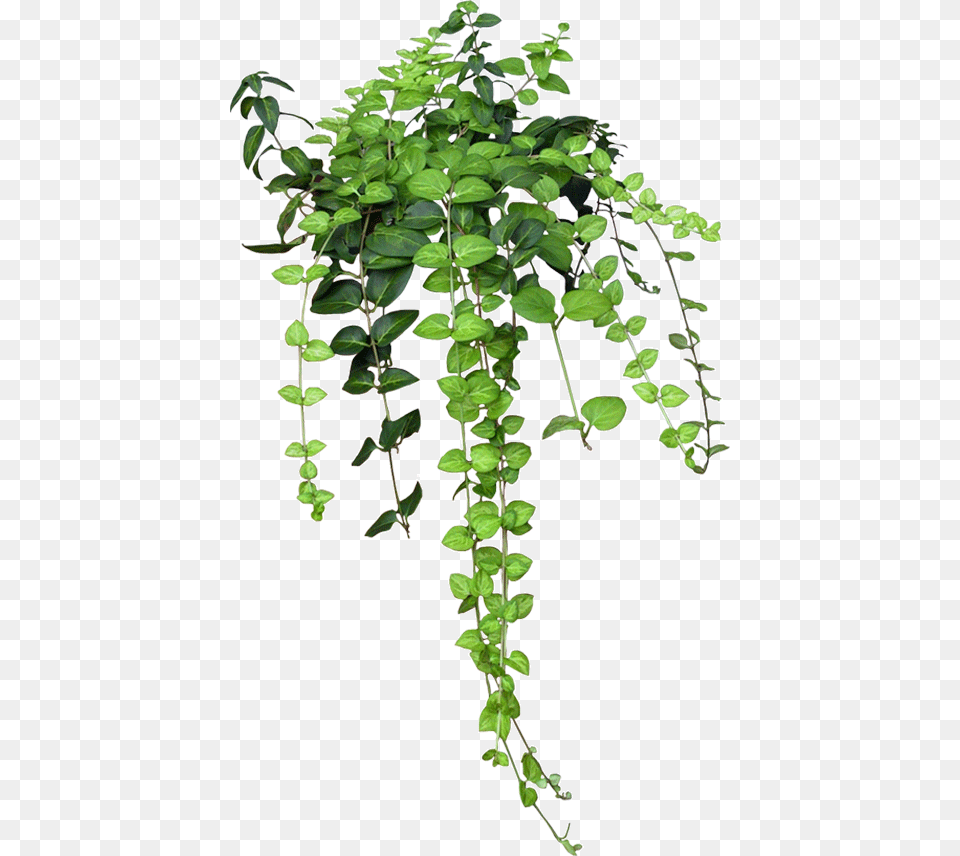 Enredadera, Plant, Vine, Leaf, Potted Plant Free Transparent Png