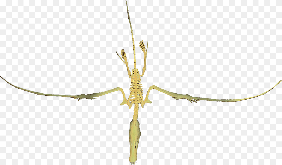 Skeleton Gif, Animal, Insect, Invertebrate, Spider Png Image