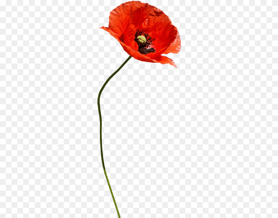Red Poppy, Flower, Plant Png Image