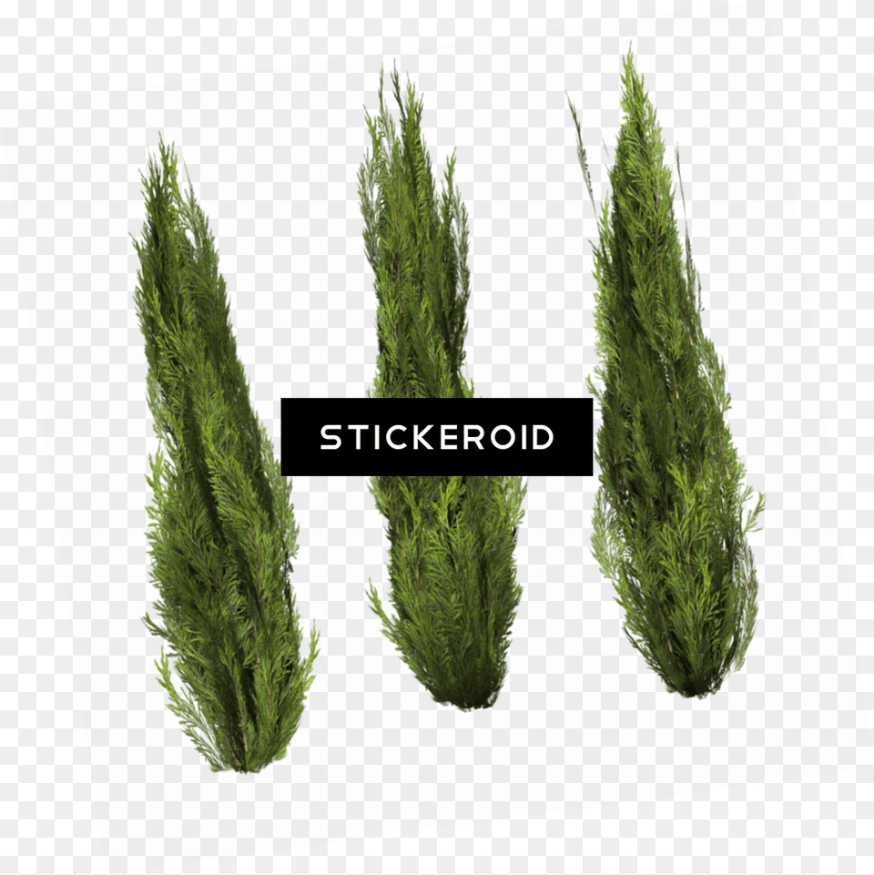 Thug Life Cigarette, Grass, Moss, Plant, Tree Free Transparent Png