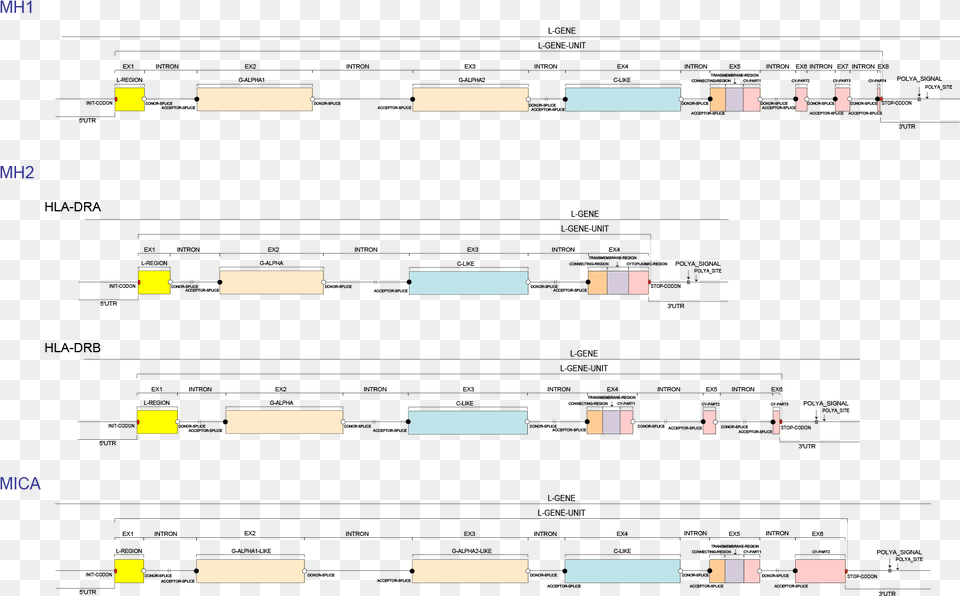 Gene Free Png Download