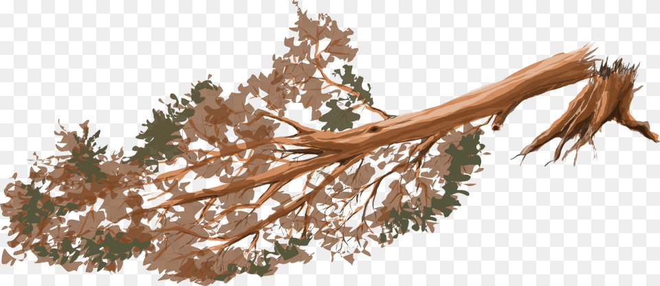Fallen Tree, Plant, Root, Person Png Image