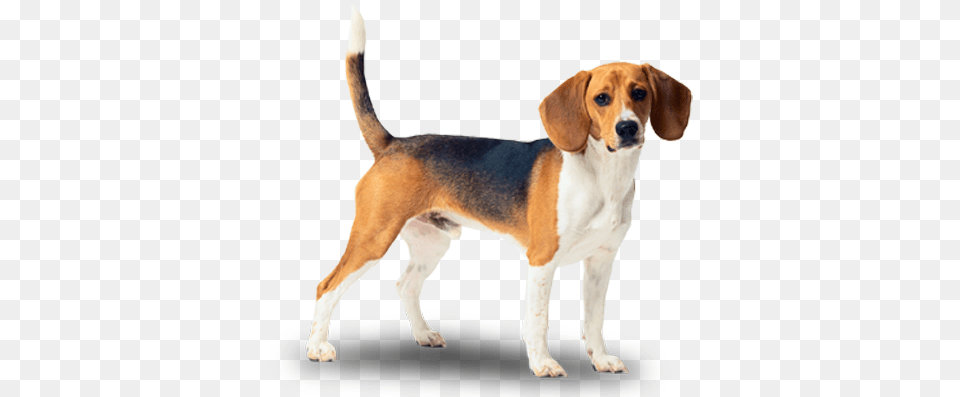 Funny Dog, Animal, Beagle, Canine, Hound Png