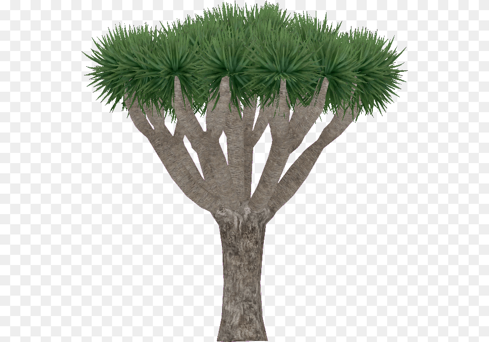 Draco, Palm Tree, Plant, Potted Plant, Tree Png Image