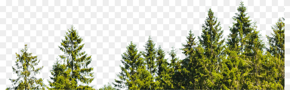 Forest Background, Conifer, Fir, Pine, Plant Free Png
