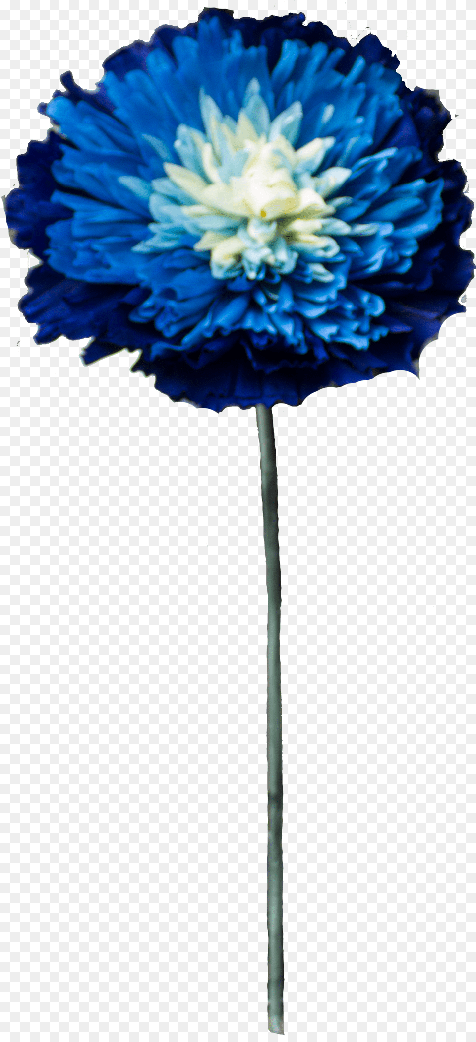 Blue Plant, Dahlia, Flower, Petal, Daisy Png Image