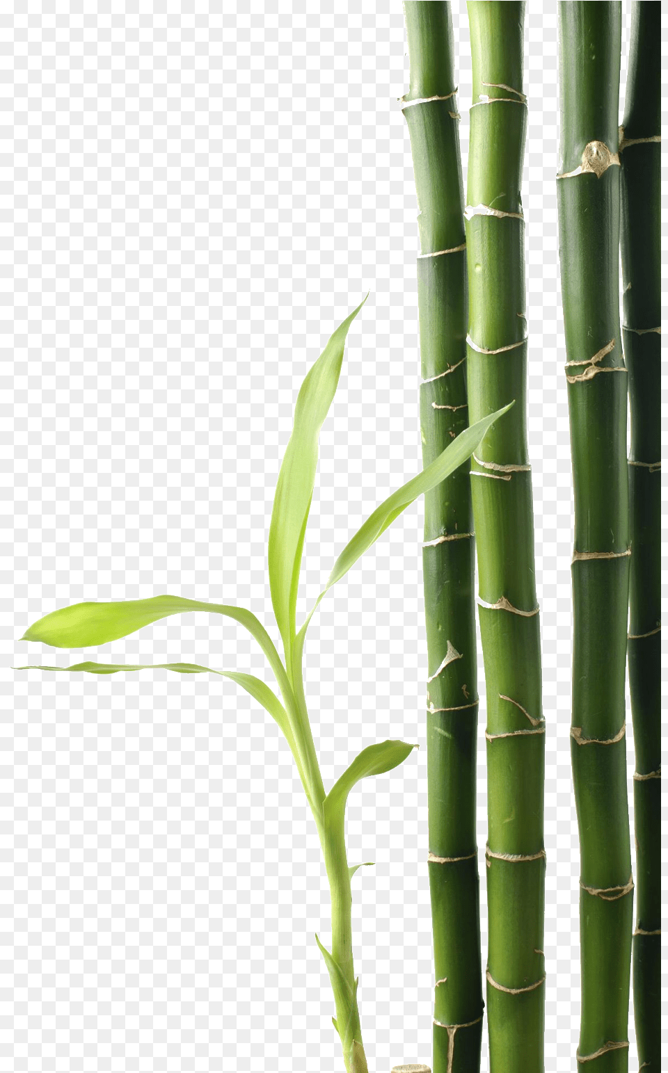 Weed Transparent, Bamboo, Plant Free Png