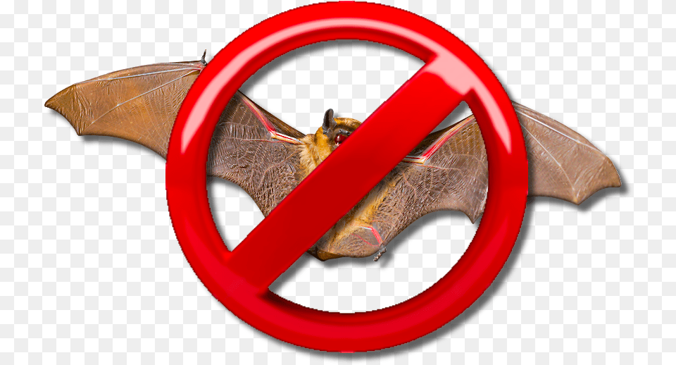 Bat Swarm, Animal, Wildlife, Mammal, Machine Free Transparent Png