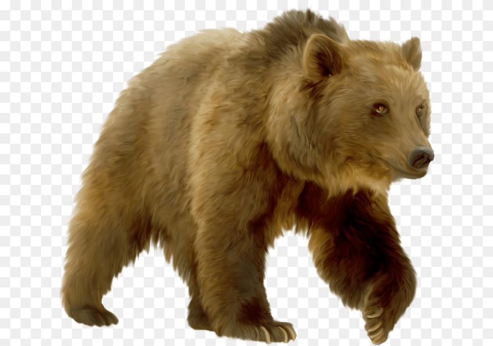 Grizzly Bear, Animal, Canine, Dog, Mammal Free Png