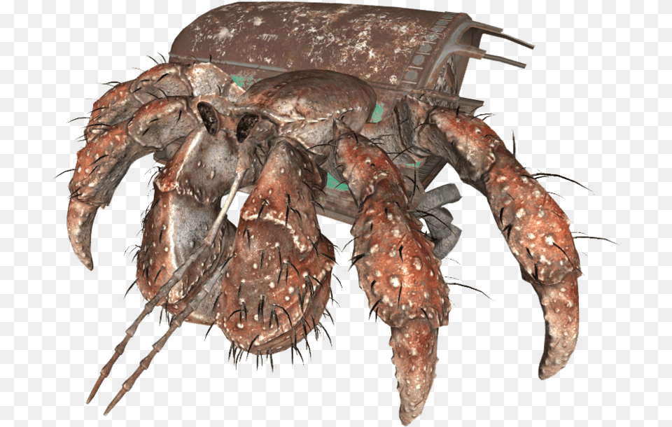 Hermit Crab, Food, Seafood, Animal, Sea Life Free Png Download