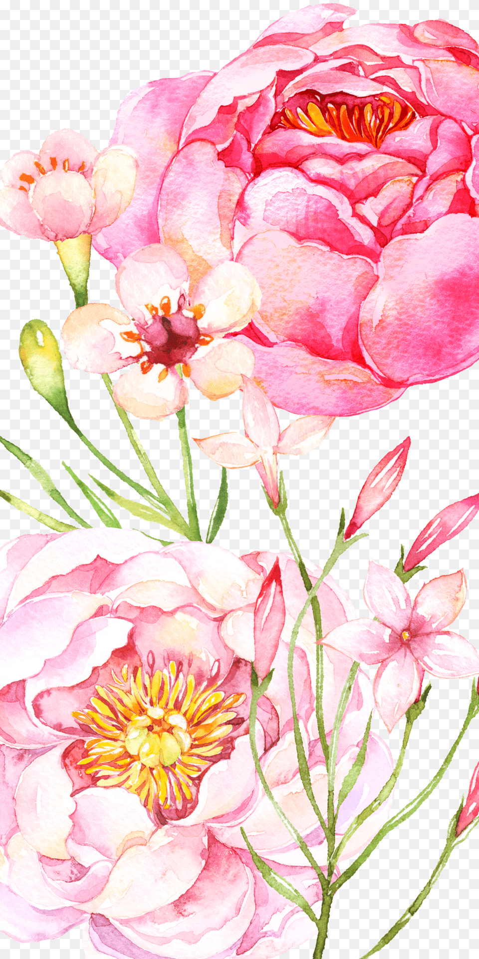 Watercolor Peony, Art, Plant, Petal, Pattern Png Image