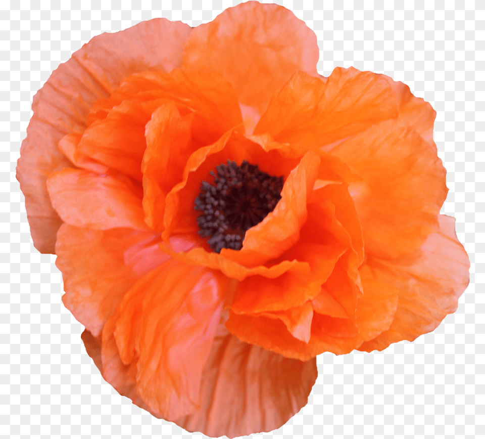 6990 Kbyte V53 Poppies In The Picture Orange Flowrrs Aesthetic, Flower, Plant, Rose, Poppy Free Png Download