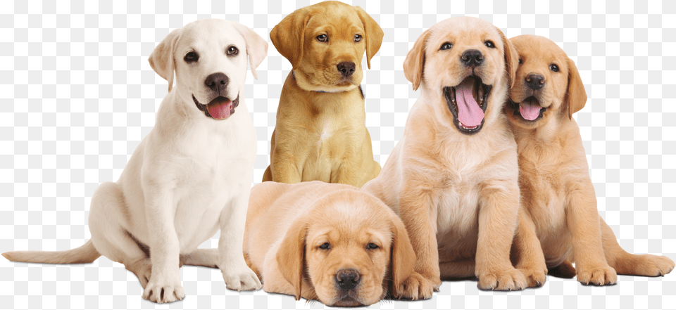 Perritos, Animal, Canine, Dog, Labrador Retriever Free Transparent Png
