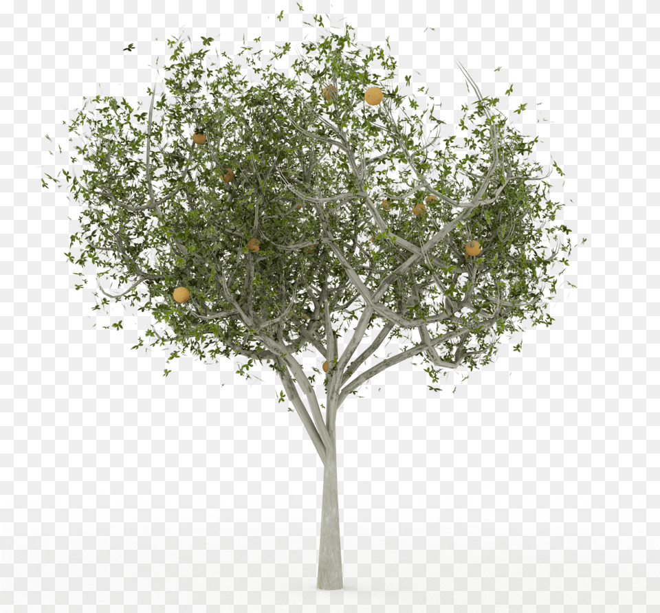 Arbre, Plant, Tree, Potted Plant, Citrus Fruit Free Transparent Png