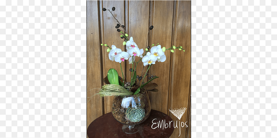 Orquidea, Flower, Flower Arrangement, Ikebana, Plant Png