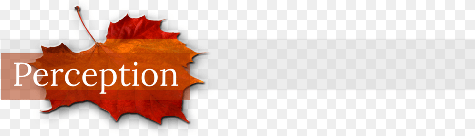 6d32 4af9 Aece 1d64a2ebedf6 Fall Leaf, Plant, Tree, Maple Leaf, Maple Free Transparent Png