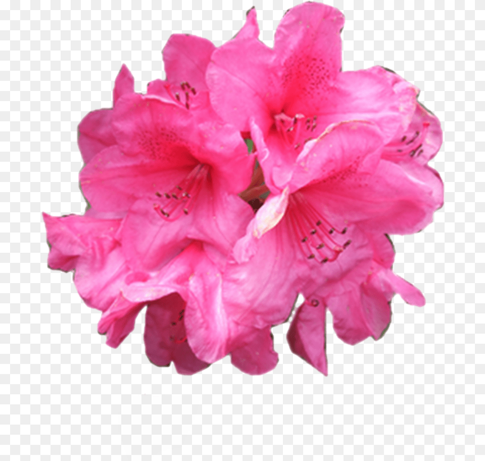 70 All Flower File, Geranium, Plant, Petal, Rose Png Image