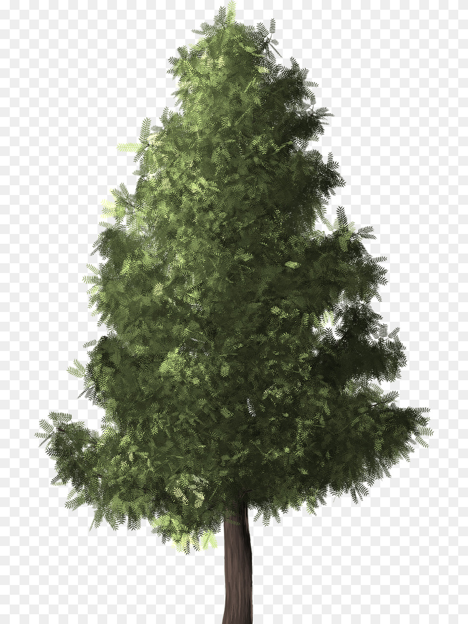 Pino, Fir, Plant, Tree, Conifer Png Image