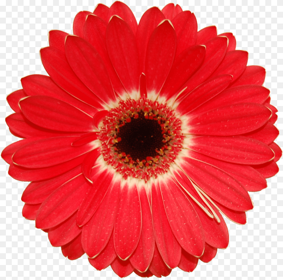 Coral Flowers, Daisy, Flower, Petal, Plant Free Png Download