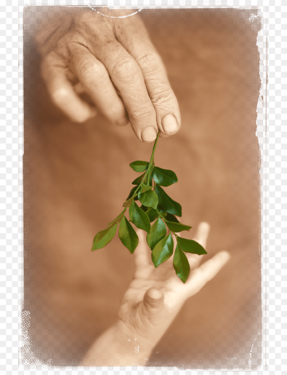 Peace, Body Part, Finger, Hand, Leaf Free Png