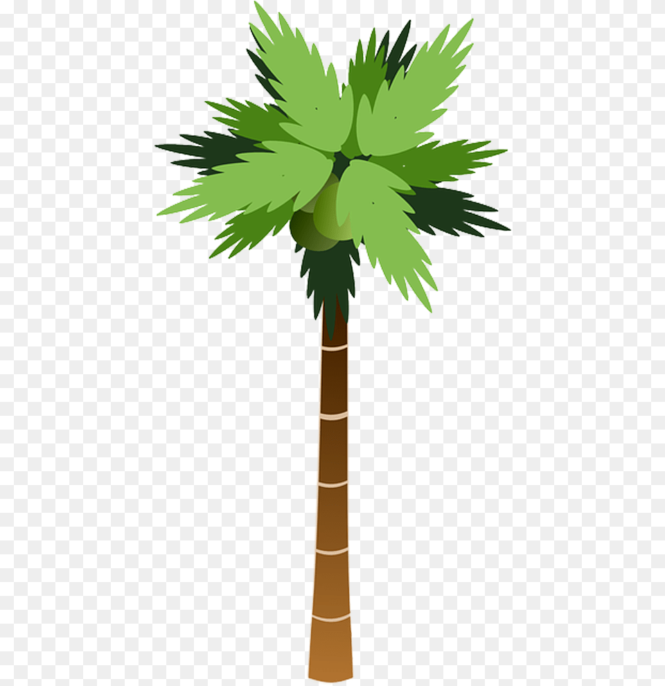 Coqueiro, Palm Tree, Plant, Tree Png