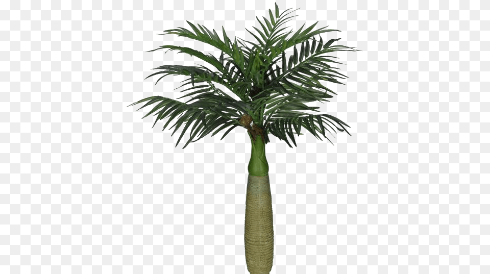 Coqueiro, Palm Tree, Plant, Tree Free Png Download