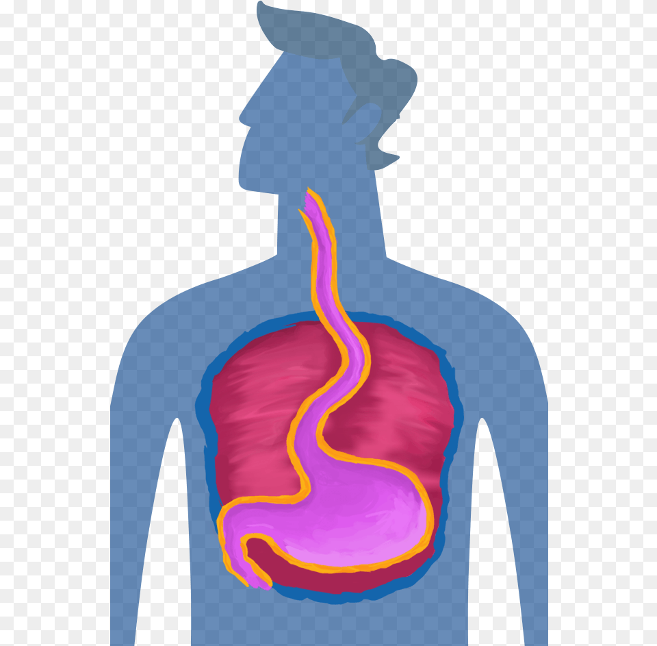 Stomach, Body Part, Adult, Male, Man Png Image