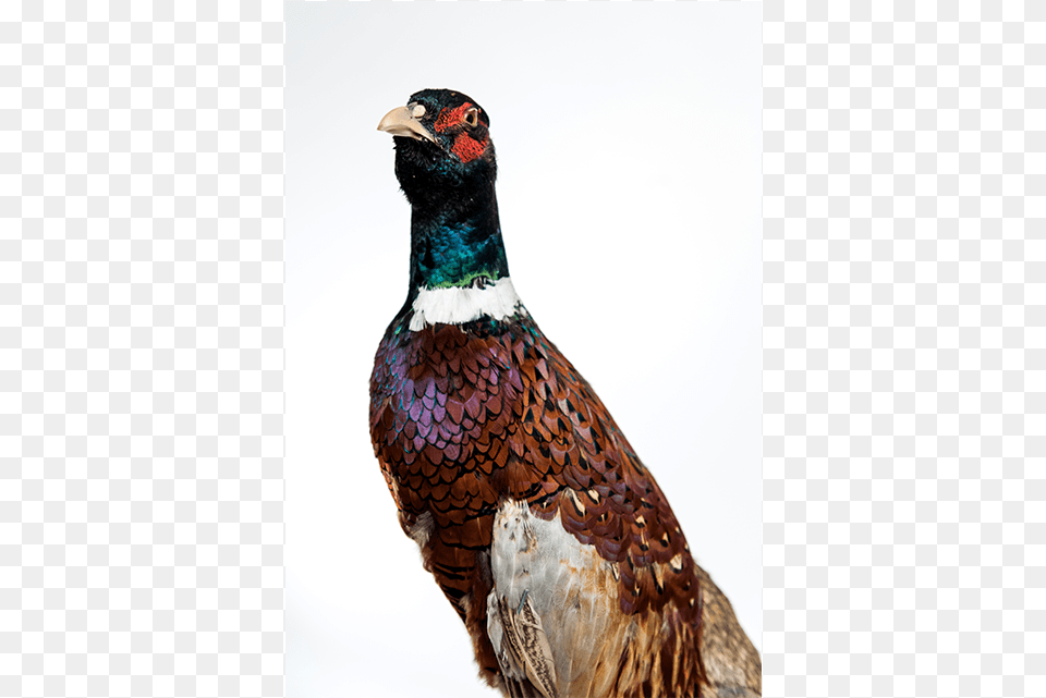 Pheasant, Animal, Bird, Beak Png Image