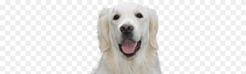 Golden Retriever, Animal, Canine, Dog, Golden Retriever Png Image