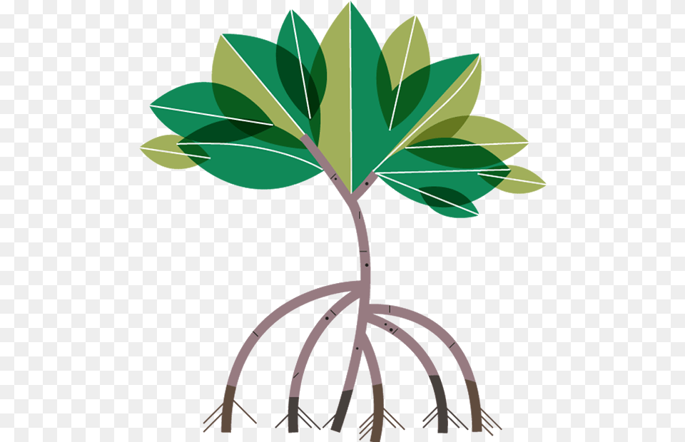 Mangroves 3 25 Oct 2018 Mangrove Tree Clipart, Leaf, Plant, Root, Herbal Free Png Download