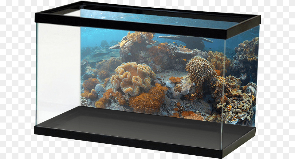 Corals, Animal, Sea Life, Sea, Reef Free Transparent Png