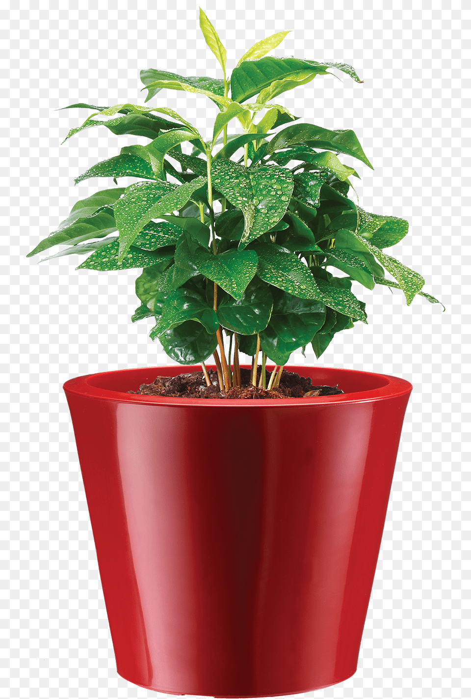 Tronco, Vase, Pottery, Potted Plant, Planter Png Image