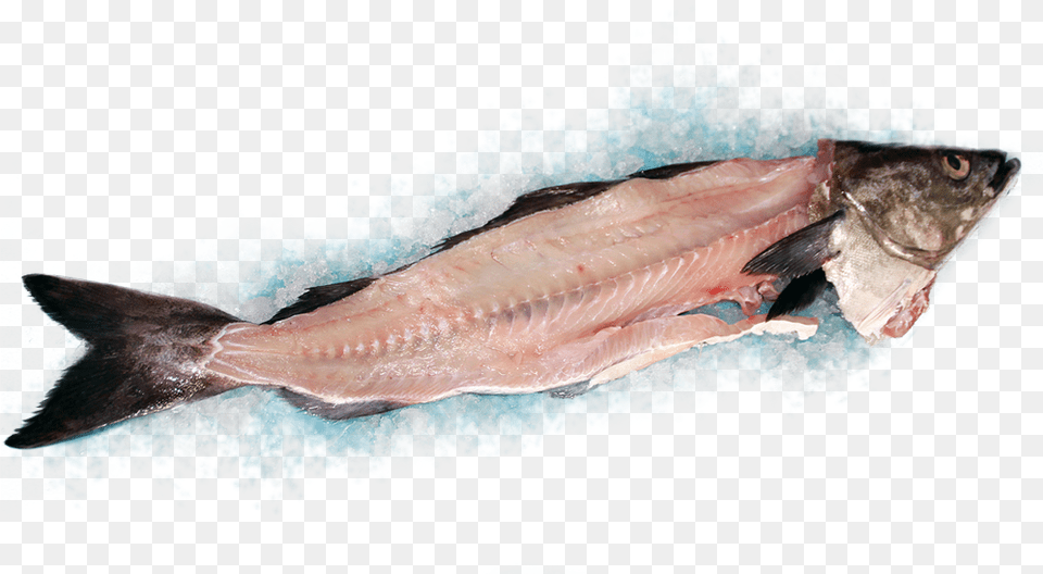 Salmon, Animal, Fish, Sea Life, Herring Png