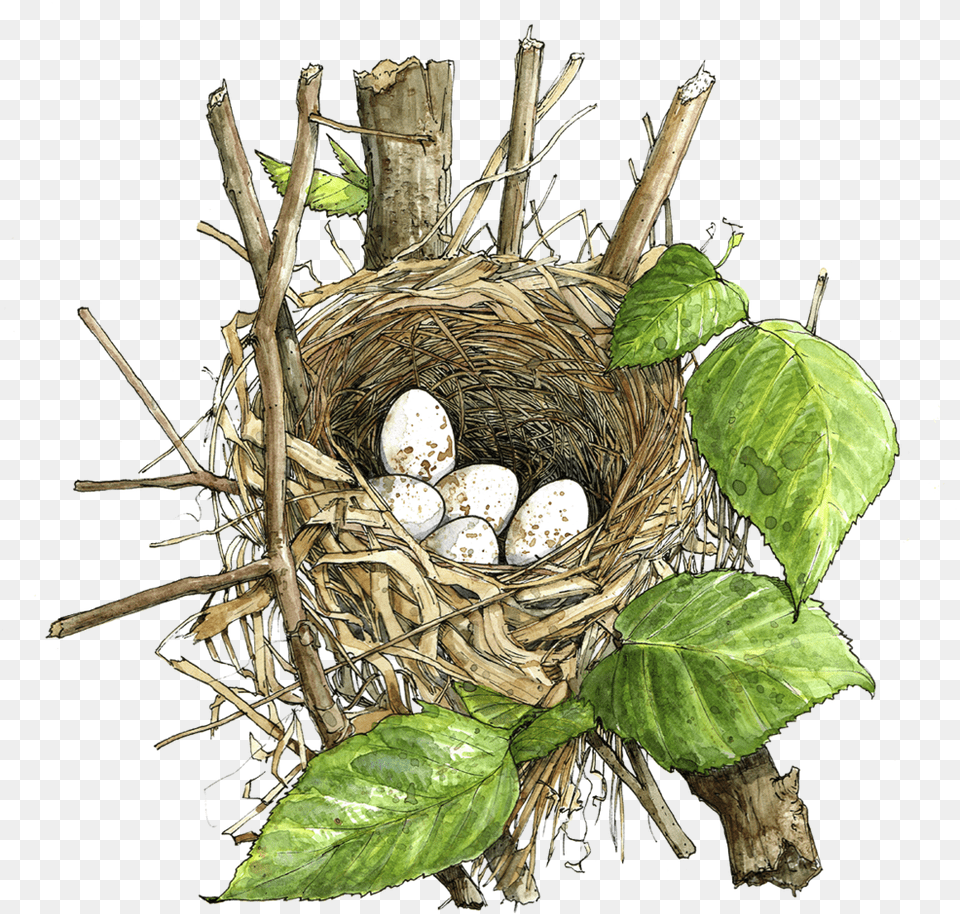 Nest, Plant Free Transparent Png
