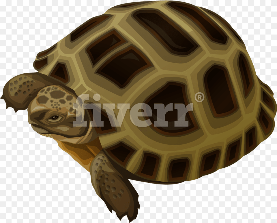 Cartoon Animals, Animal, Reptile, Sea Life, Tortoise Png