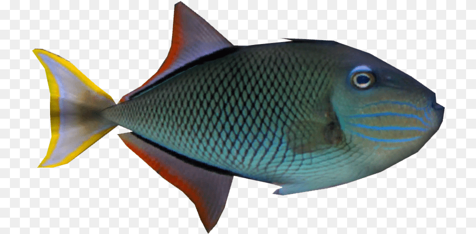 Crosshatch, Animal, Fish, Sea Life, Surgeonfish Png