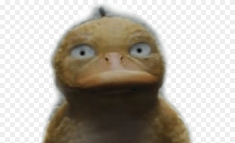 Psyduck, Animal, Beak, Bird, Baby Free Png