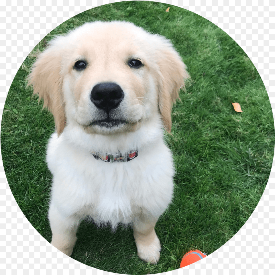 Circular, Animal, Puppy, Plant, Pet Png Image