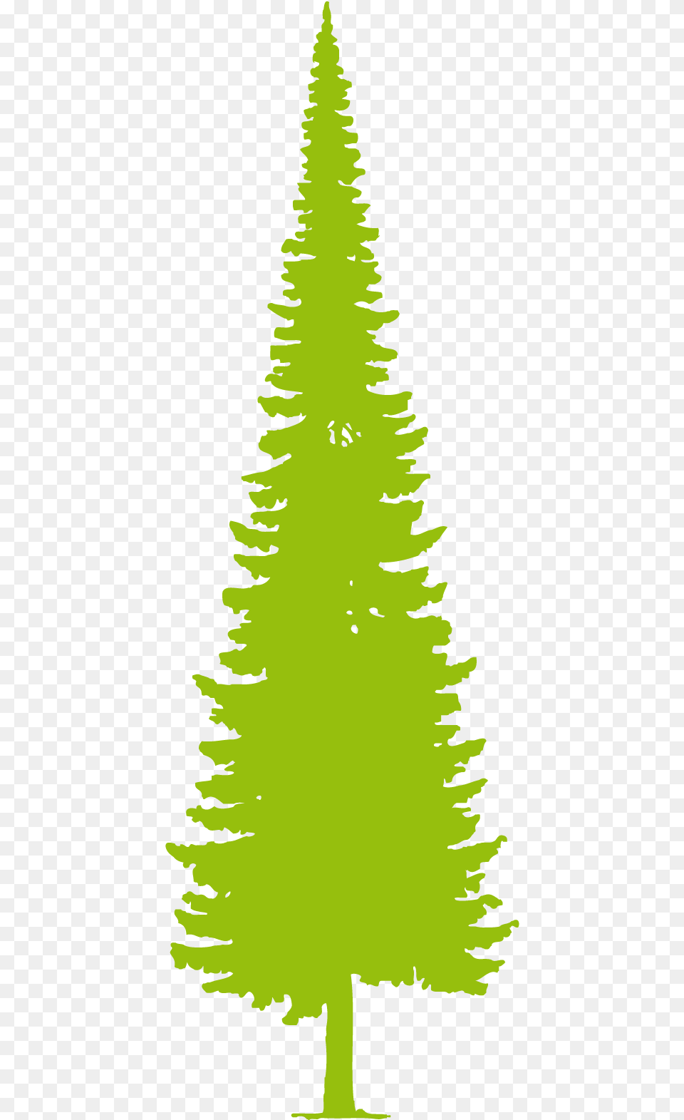 Pellet, Fir, Plant, Tree, Pine Free Png