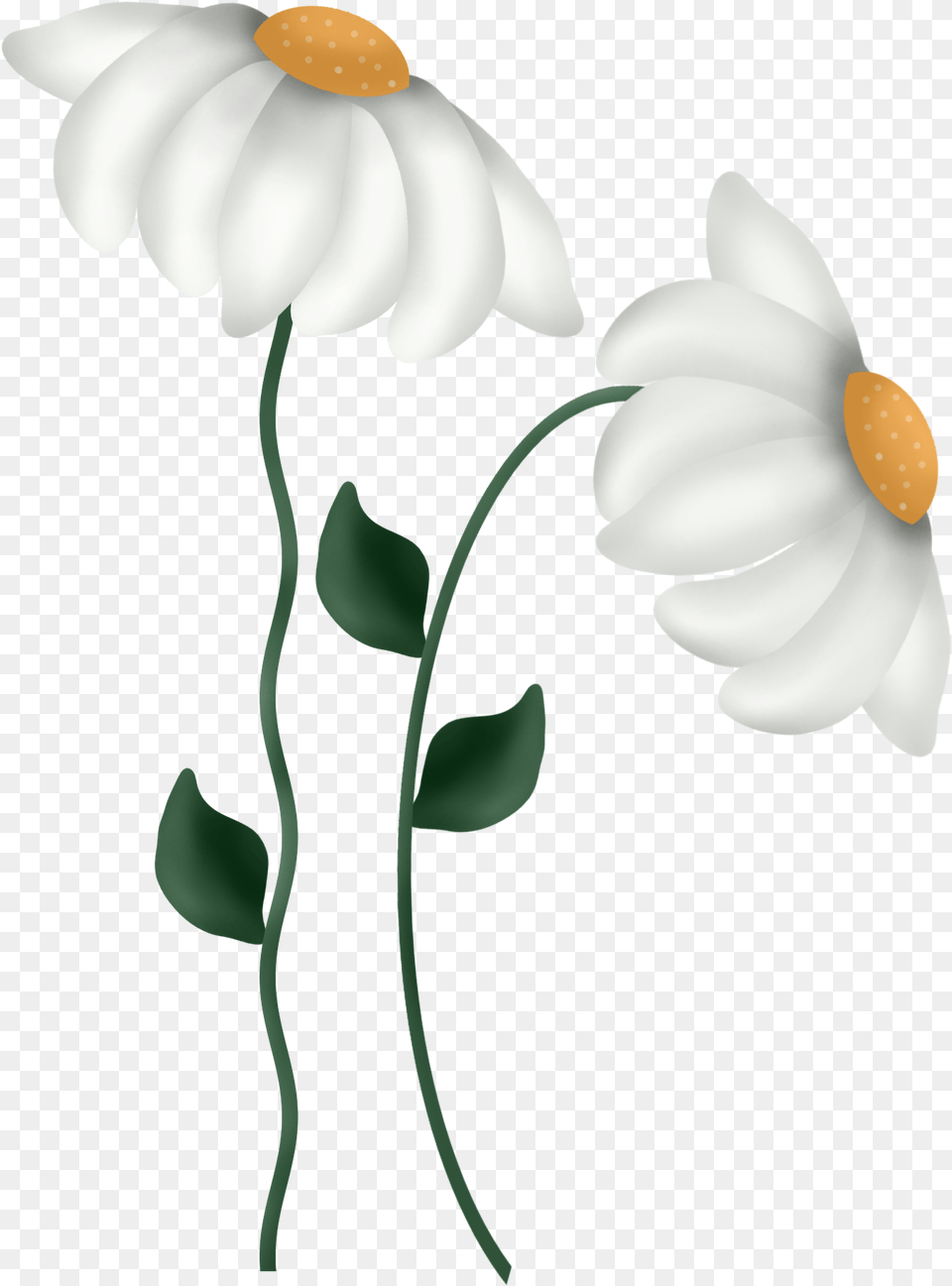 7474b Ab2fa147 Orig Not Weary In Well Doing Eap If We Fa, Anemone, Daisy, Flower, Petal Free Transparent Png