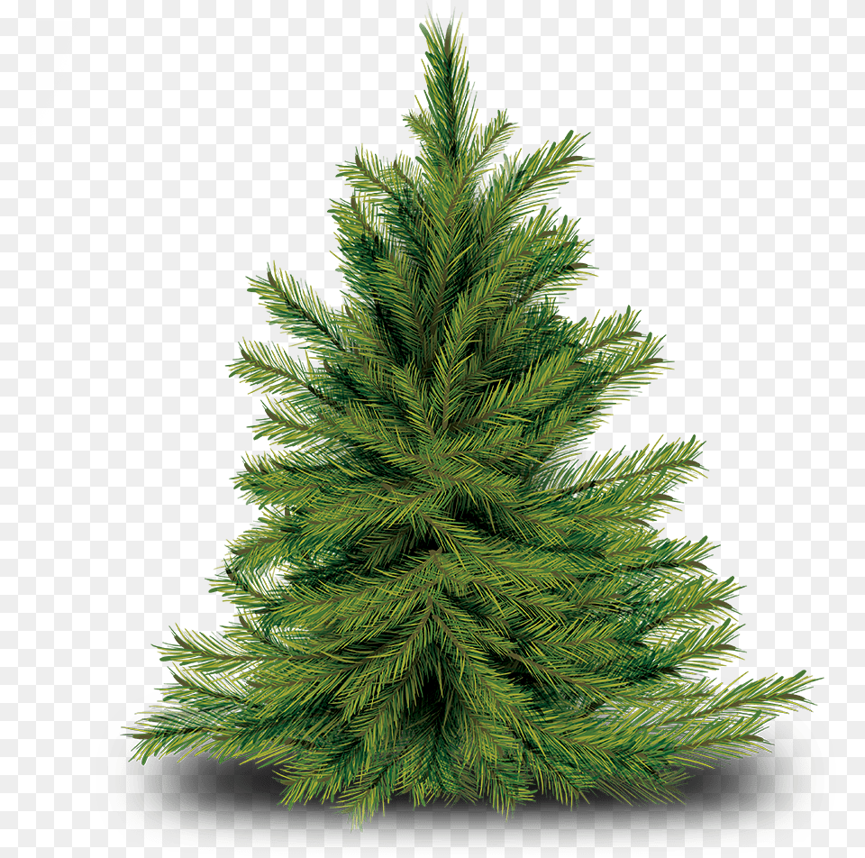 Img Tree, Fir, Pine, Plant, Conifer Free Transparent Png
