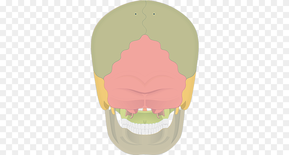 Bones, Body Part, Mouth, Person, Teeth Png Image