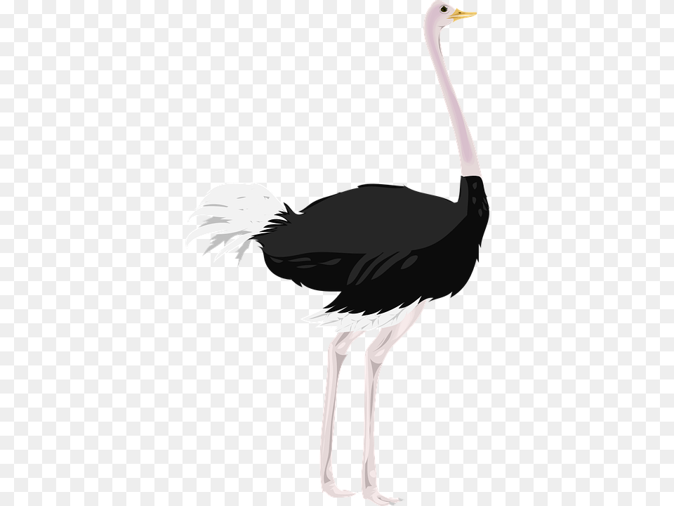 Feather Duster, Animal, Bird, Ostrich, Person Png