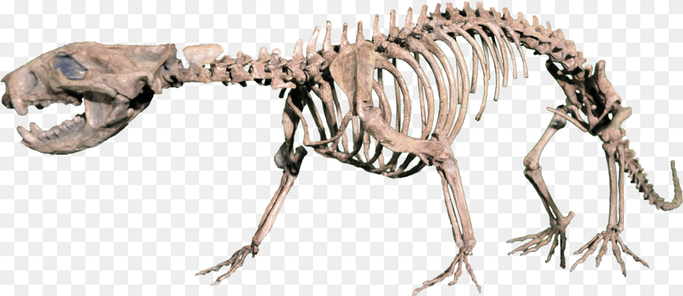 Dinosaur Bones, Animal, Reptile, Skeleton Free Png Download